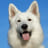 Dog icon