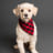 Dog icon