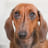 Dog icon