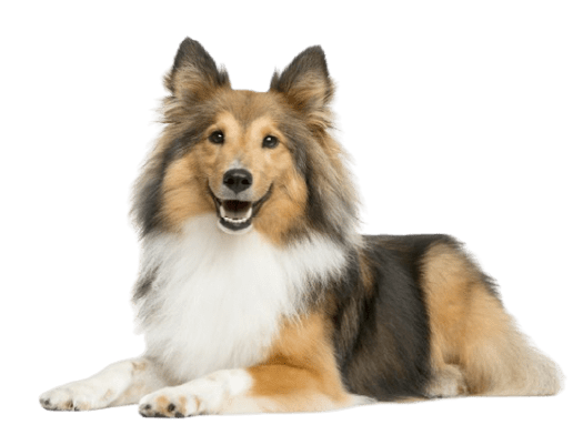 Shetland sheepdog