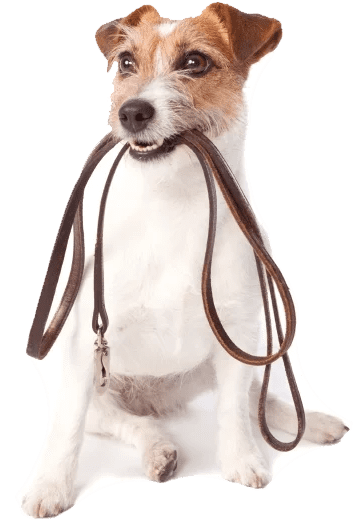 Dog with a collar in teeth