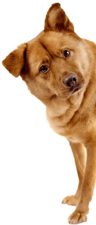 Dog with a collar in teeth