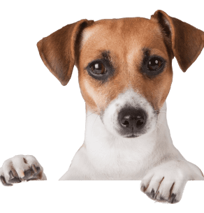 Dog Patron
