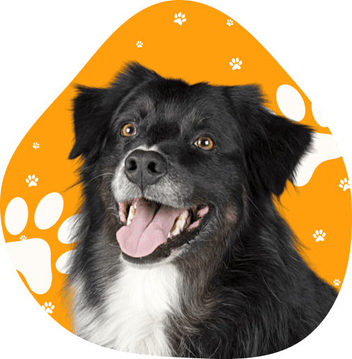 Happy Dog
